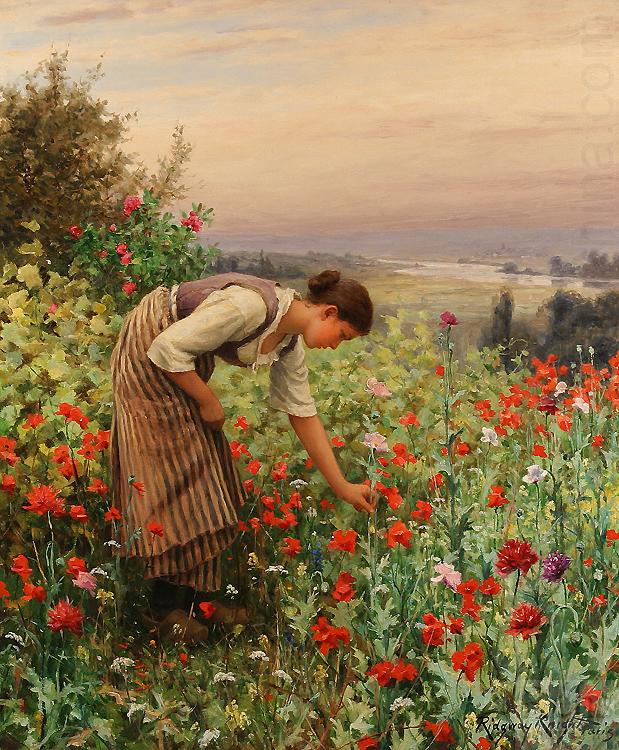 Girl Picking Poppies, Daniel Ridgeway Knight